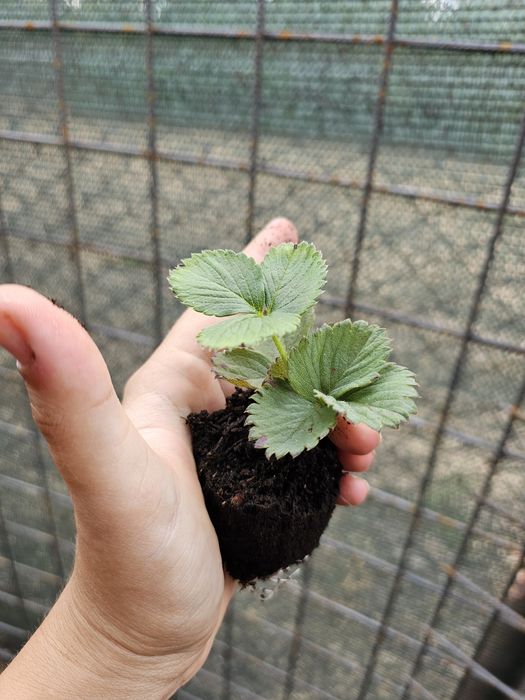 Vând stoloni căpșuni alveolă/turba