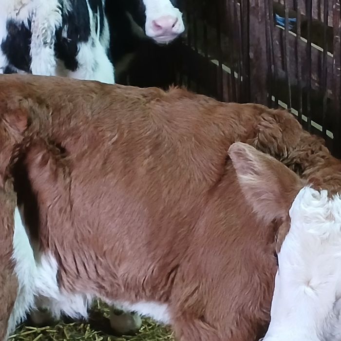 Vitei baltata romaneasca si belgian