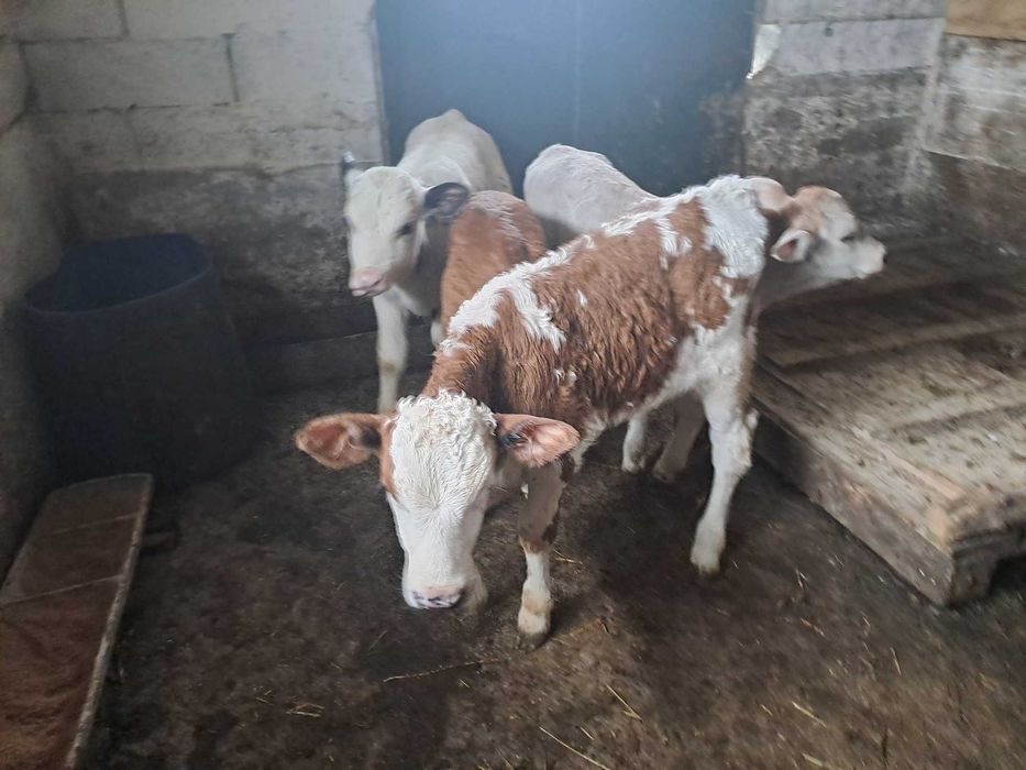 Vând 6viței , 4taurasi si 2 vitele