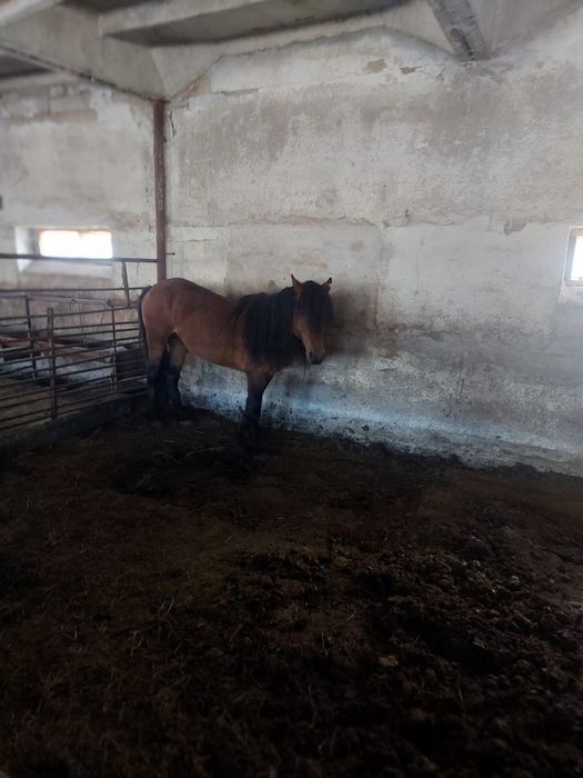 Обмен на карову на барана