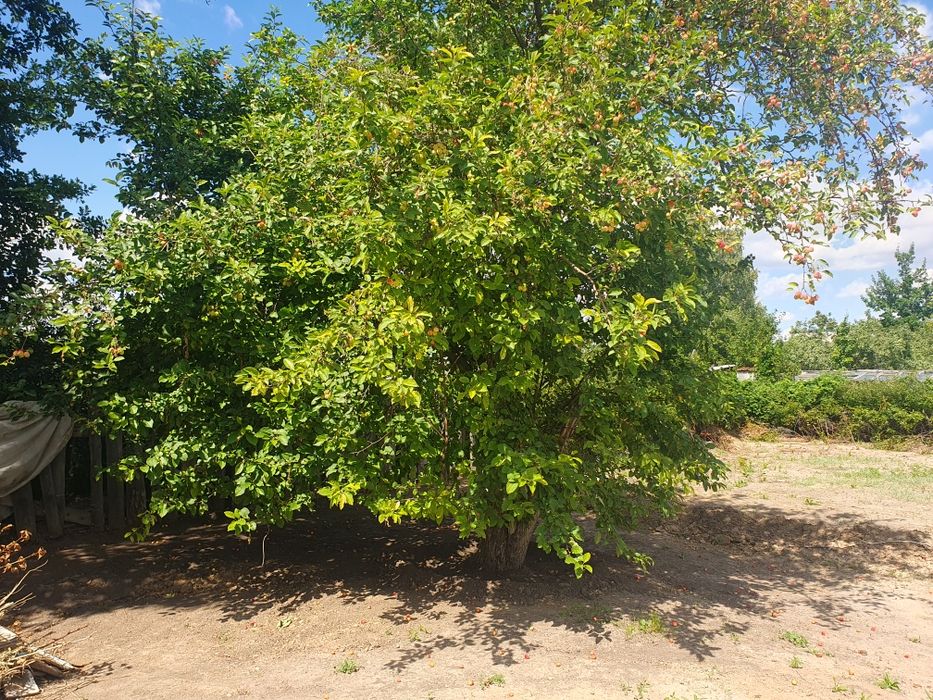 Продам дачи в С/О" Машиностроитель"