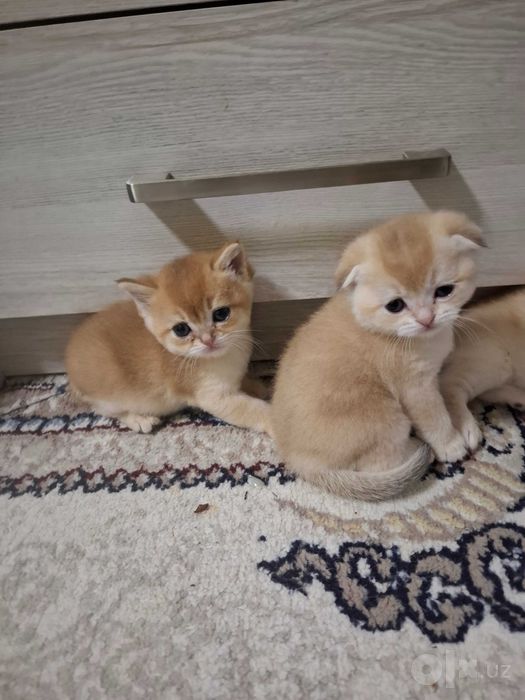 Продаю Котят 1,5 месяца