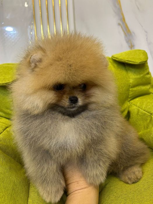 Шпицы готовы к переезду