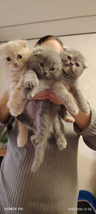 Вислоухие котята