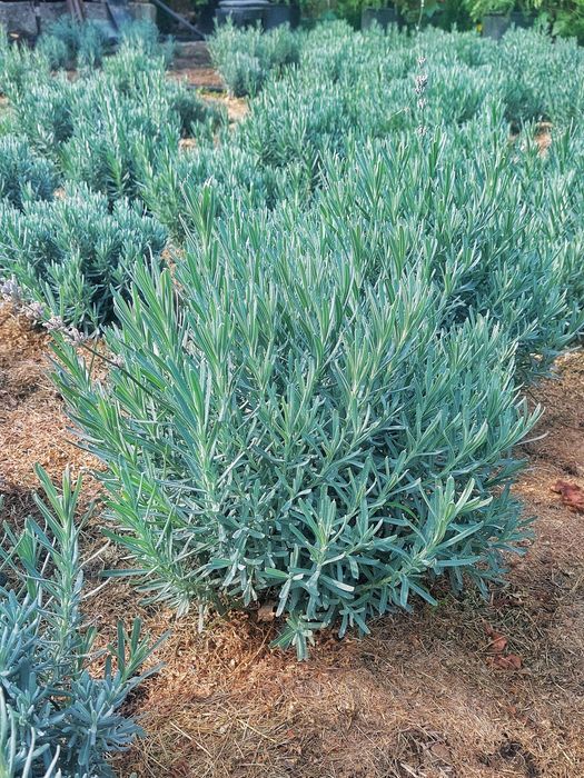 Лаванда Саженцы лаванды