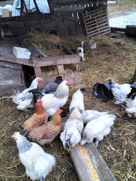 Vând cocoși brahma