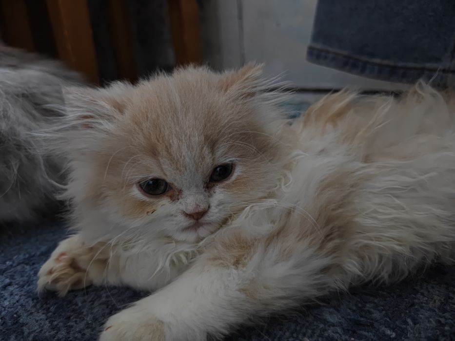 Продам персидского котёнка(мальчик)