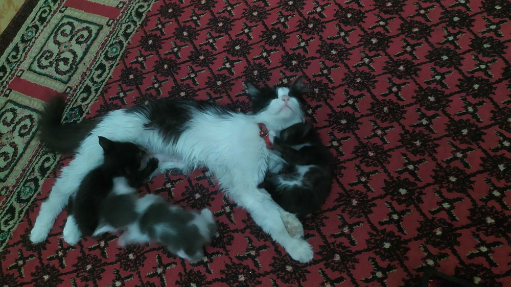 Uy mushugi 3 ta bolasi bor