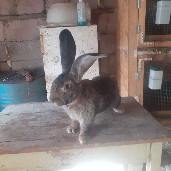 Disponibile iepuri.          Uriaș german.