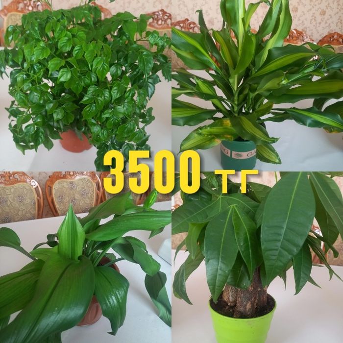 Комнатные цветы/ разные виды есть
