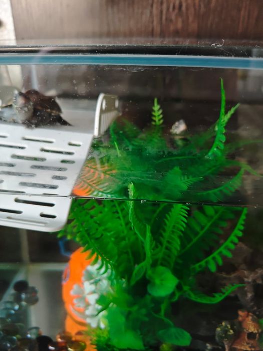 Черепаха красноухая