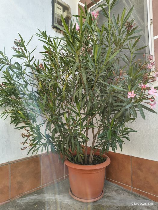 Leandru bicolor 170 cm