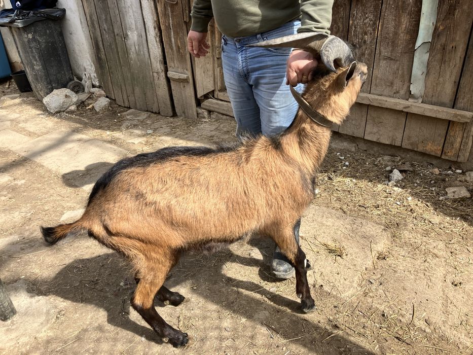 Alpin francez cauta casa