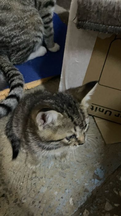 Отдам даром 3 мальчик 2 девочек