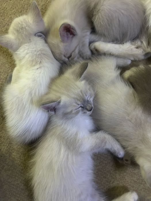 Отдам котят в хорошие руки