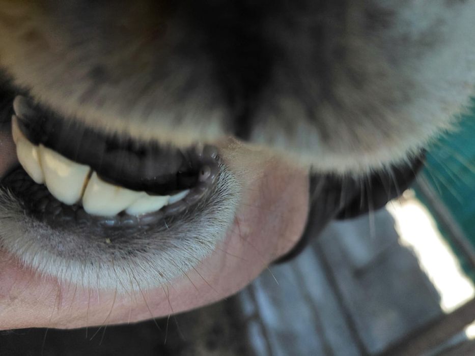 Баран / қошқар/ Кошкар/ Арашан / Гисар /