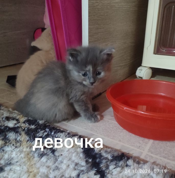 Катятки в подарок