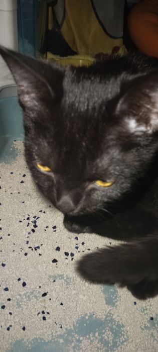 Отдам котенка в добрые руки