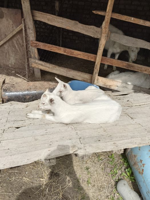 Каза Эчкилар Тоза конли занен эчкилари сотилади