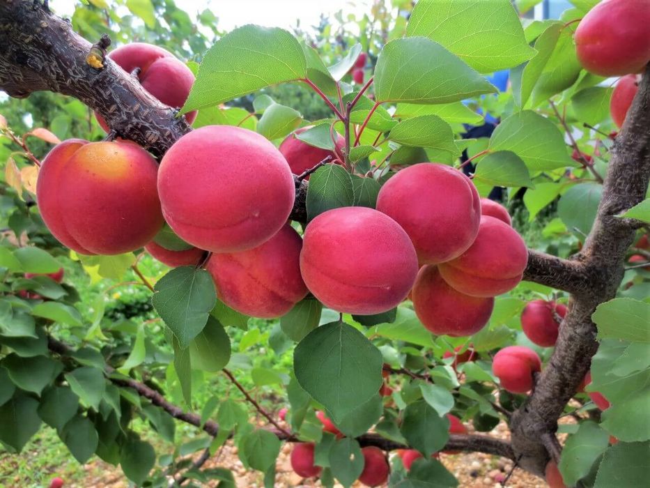 Pomi Fructiferi deosebiti  cais big red