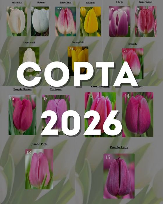 Тюльпаны оптом Караганда