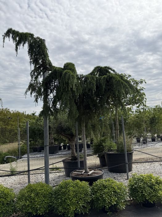 Cedru pendular, argintiu, auriu plante premium poze reale