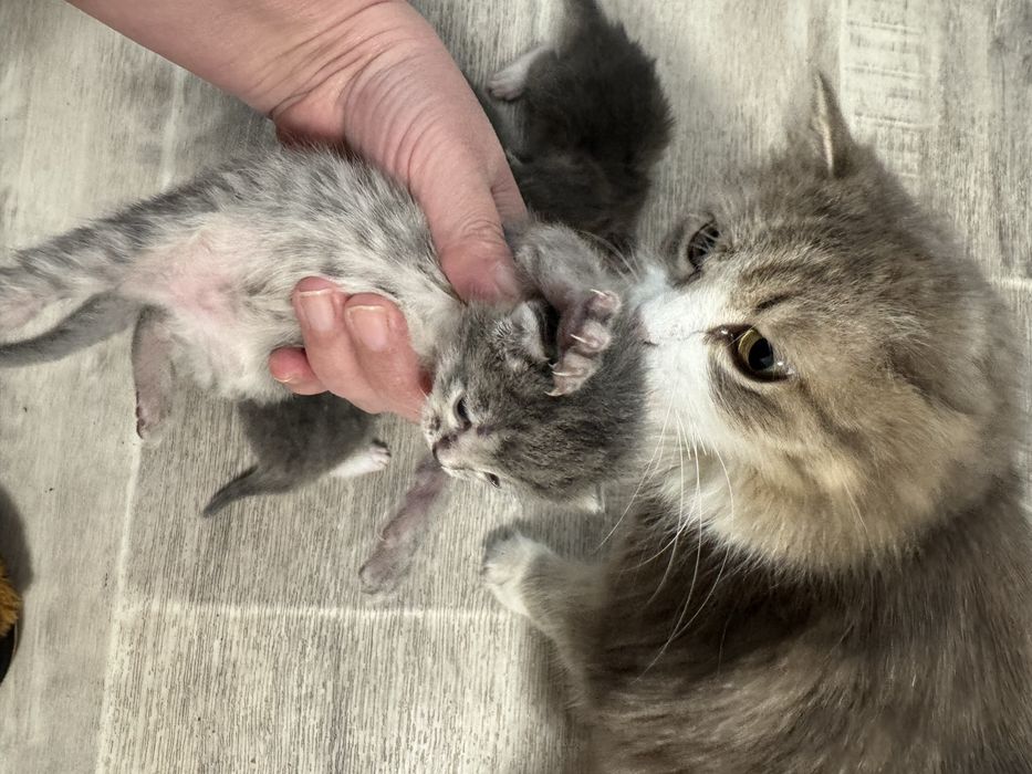 Отдам доброй руке кошку