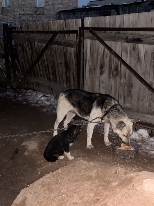 Отдам щенка - девочку