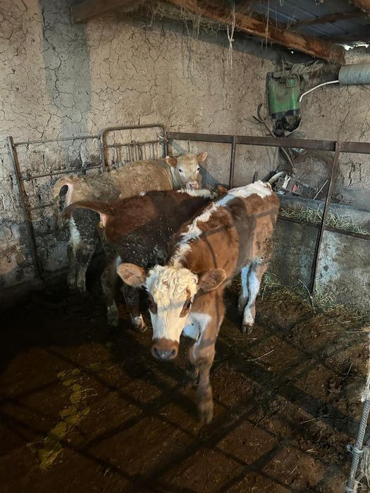 Корова с теленком