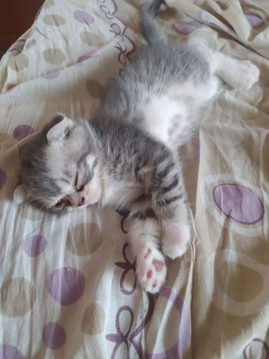 Котята шотландцы