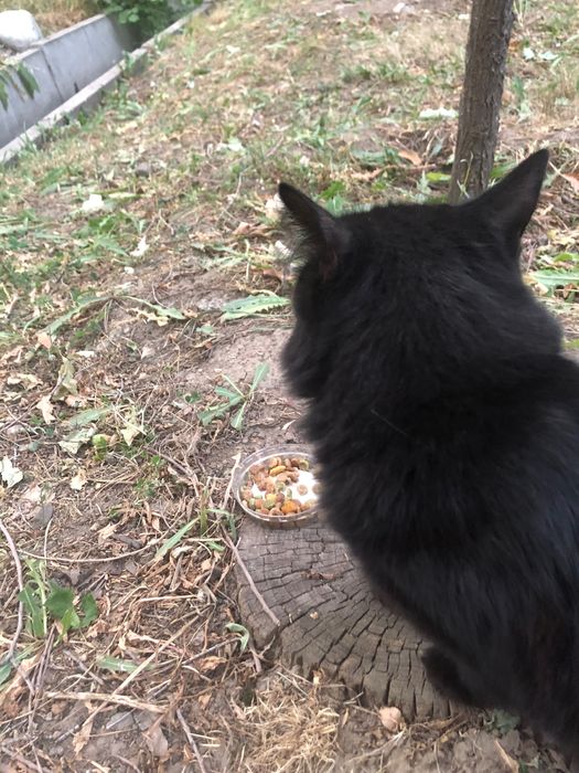 Найдена черная кошечка