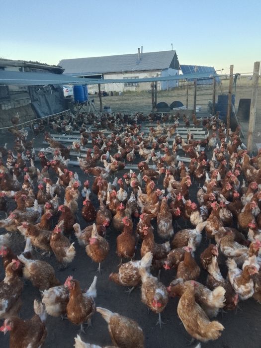 Продам кур несушек "Ломан Браун"