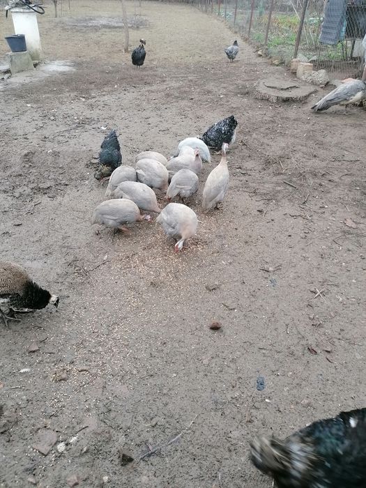 Vând bibilici 12 bucăți