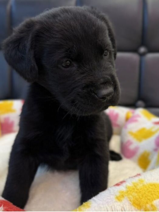 Labrador retriever fetiță  400 lei