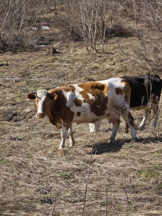 Продам дойную корову,симметалку