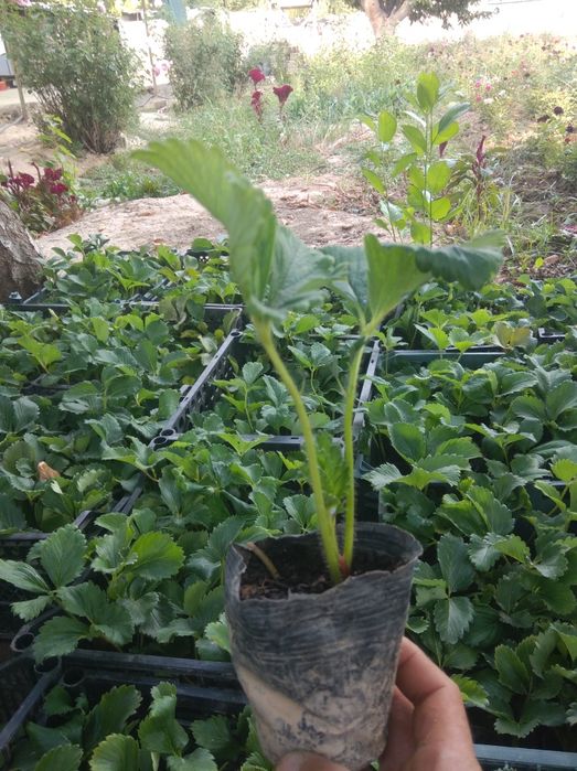 Qlupnay kochat kareyskiy