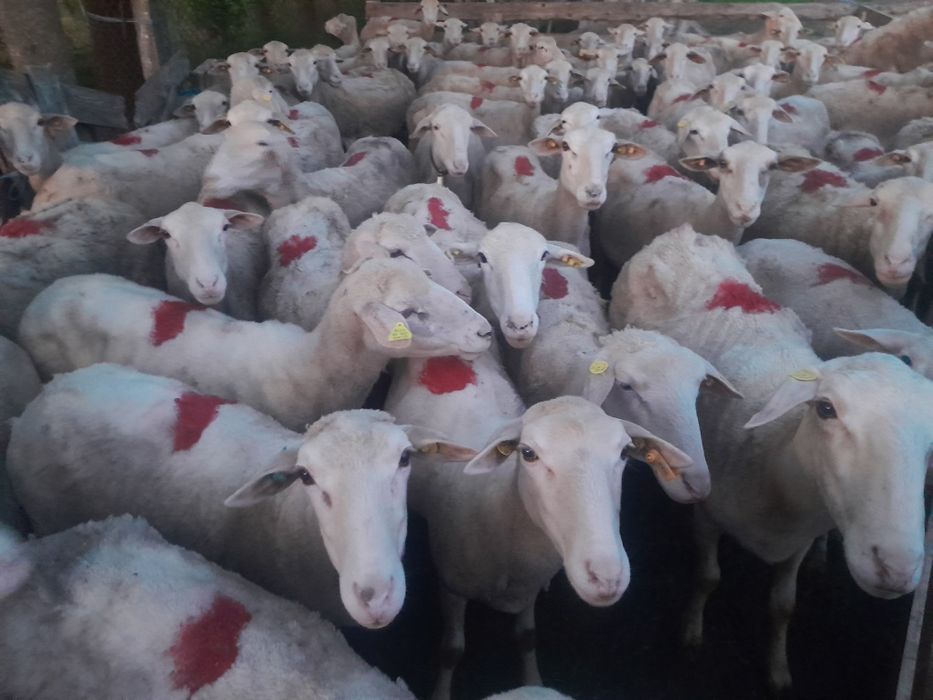 Oi lacune disponibile bune de lapte