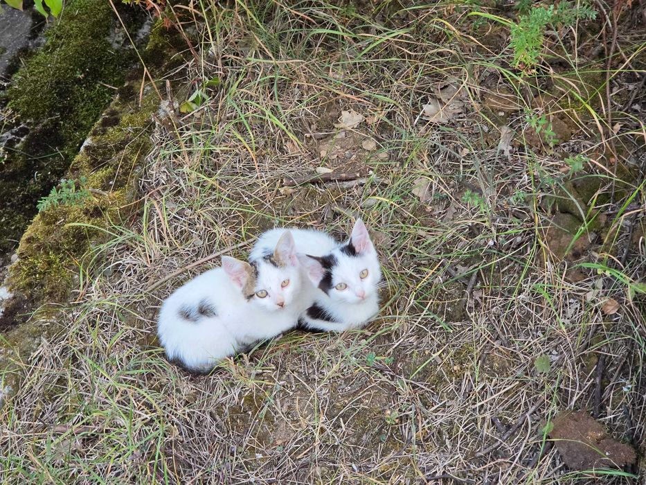 3 Новородени Котета