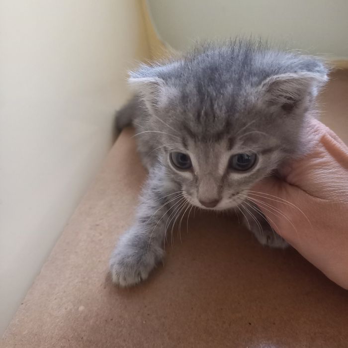 Вислоухий котёнок 1 месяц мальчик