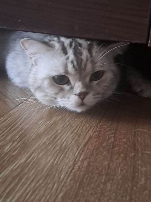 Вязка с котом 5000