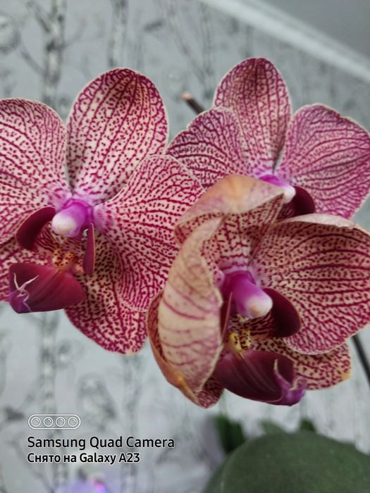 Комнатные цветы,адаптированные