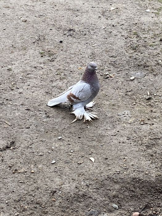 Голуби сиреневый