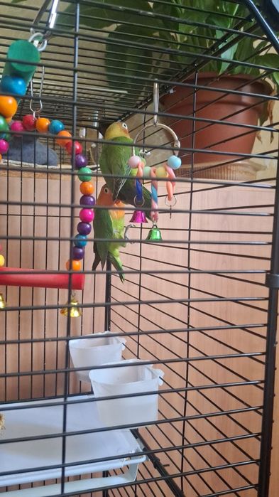 Продам попугаев неразлучников вместе с клеткой