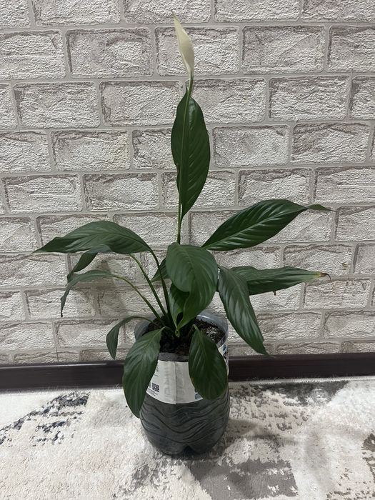 Женское счастье от 1000 тенге