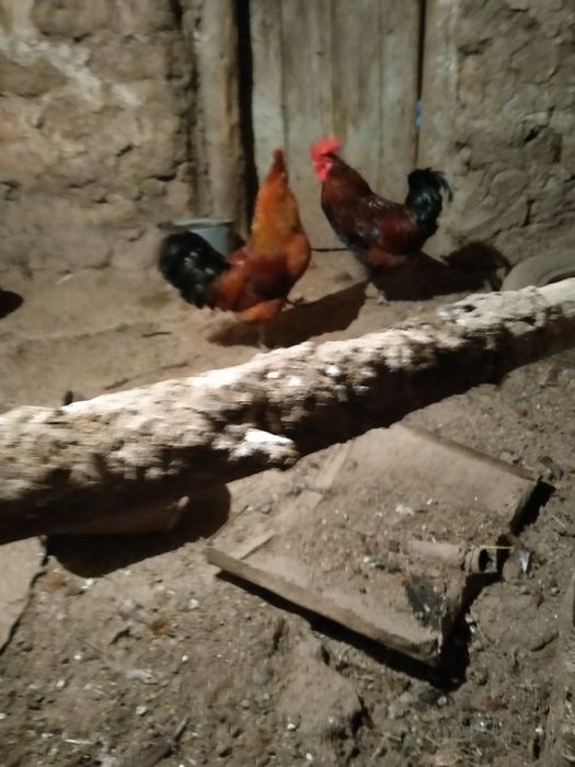 Продажа молодых петухов