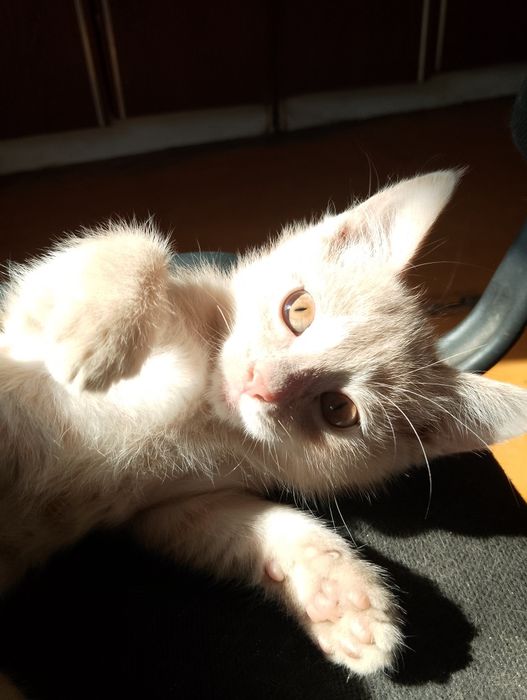 Отдаю котят в хорошие руки