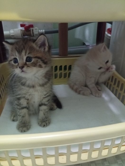 Котята британские
