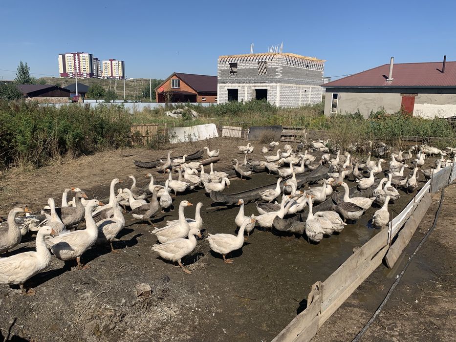 Продам гусьи крупные..