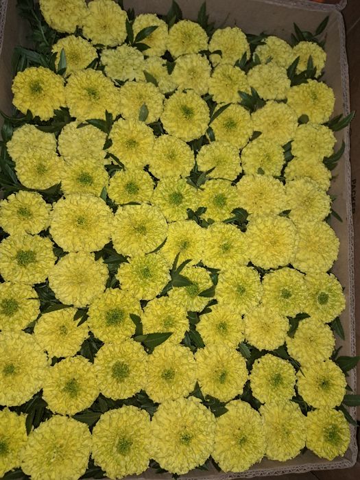 цветы оптом в розницу