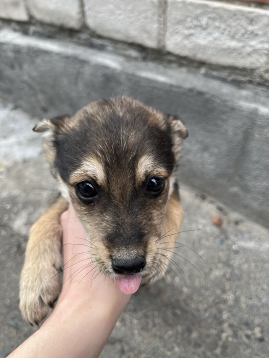 Отдам щенков в добрые руки